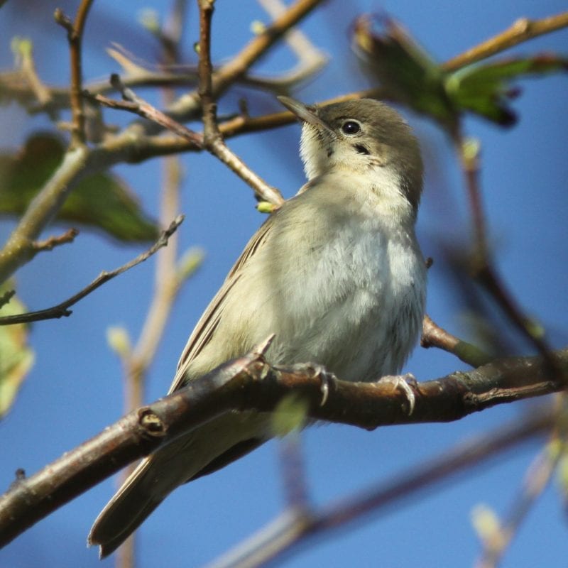 garden-warbler-on-tree-branch