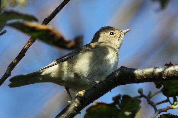 garden-warbler-on-tree-branch