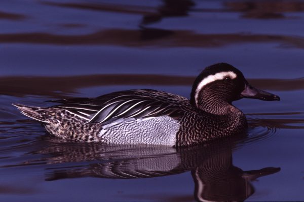 male-garganey-in-water