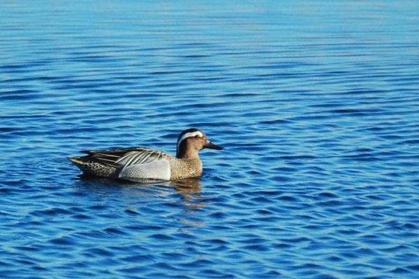 female-garganey-in-water