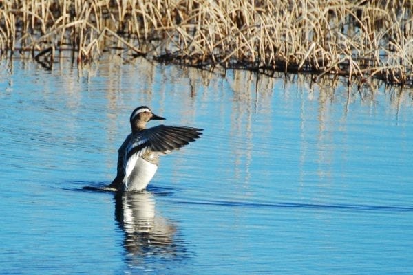 gargeney-flapping-its-wings-on-water