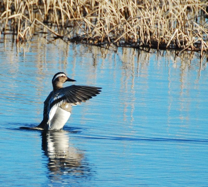 gargeney-flapping-its-wings-on-water