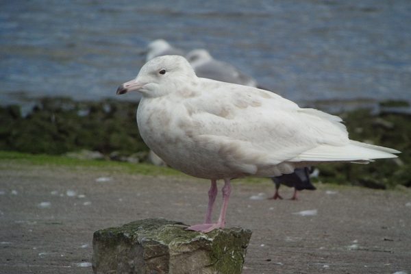 glaucous-gull-standing-on-rock-at-seashore