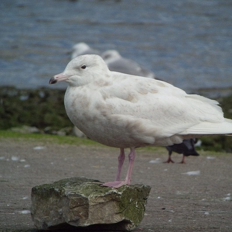 glaucous-gull-standing-on-rock-at-seashore