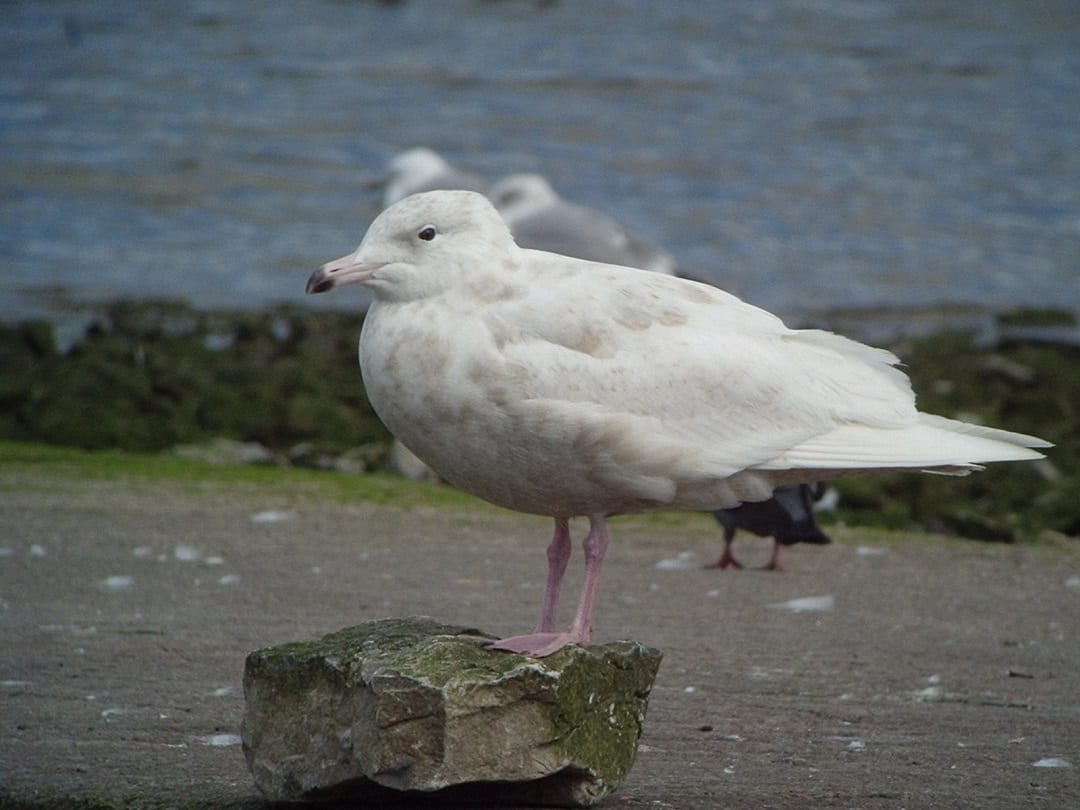 glaucous-gull-standing-on-rock-at-seashore