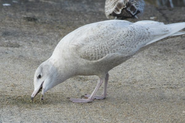 glaucous-gull-standing-on-sandy-beach