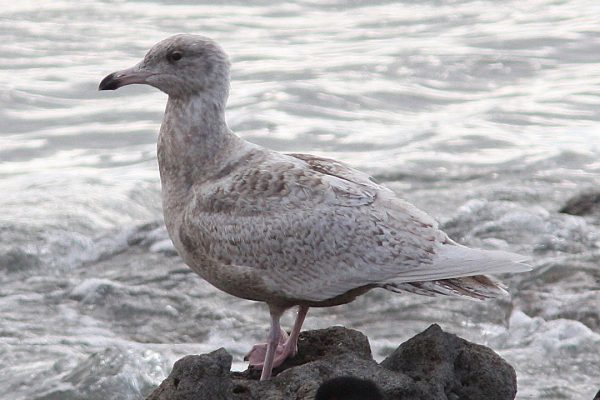 first-winter-glaucous-gull-standing-on rock-at-seaside