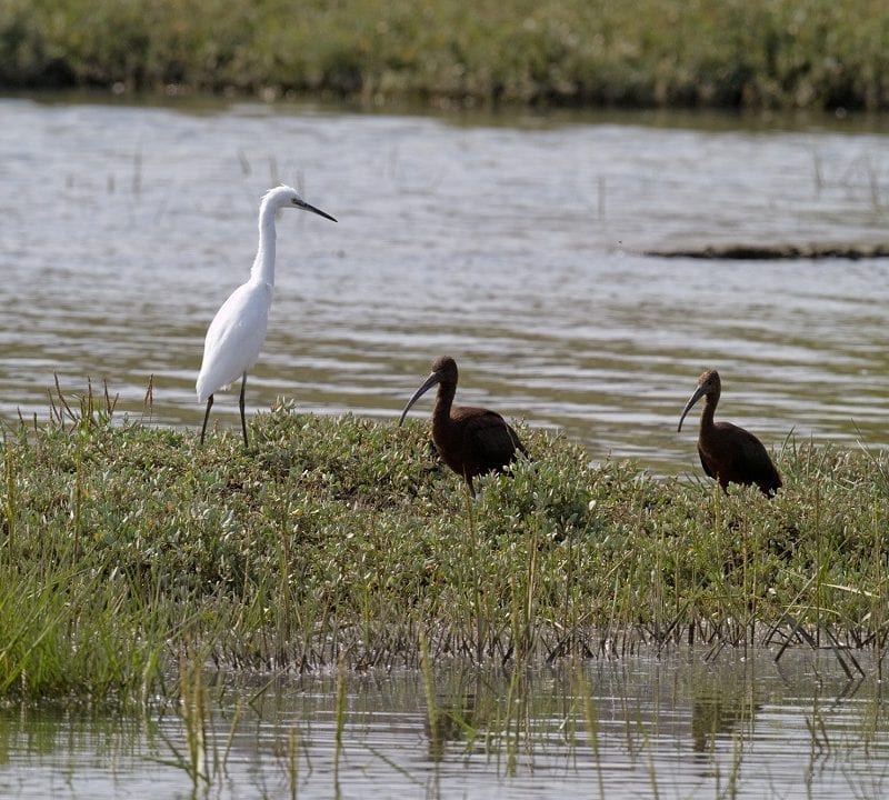 little-egret-and-two-glossy-ibis-on-marsh-island