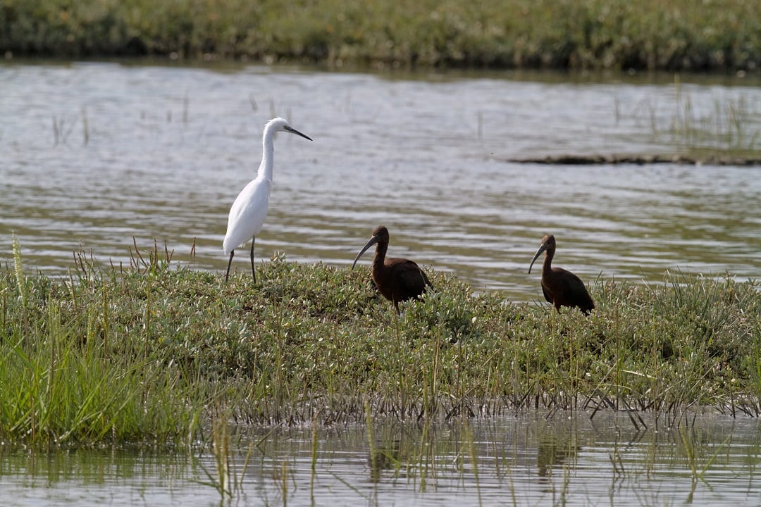 little-egret-and-two-glossy-ibis-on-marsh-island