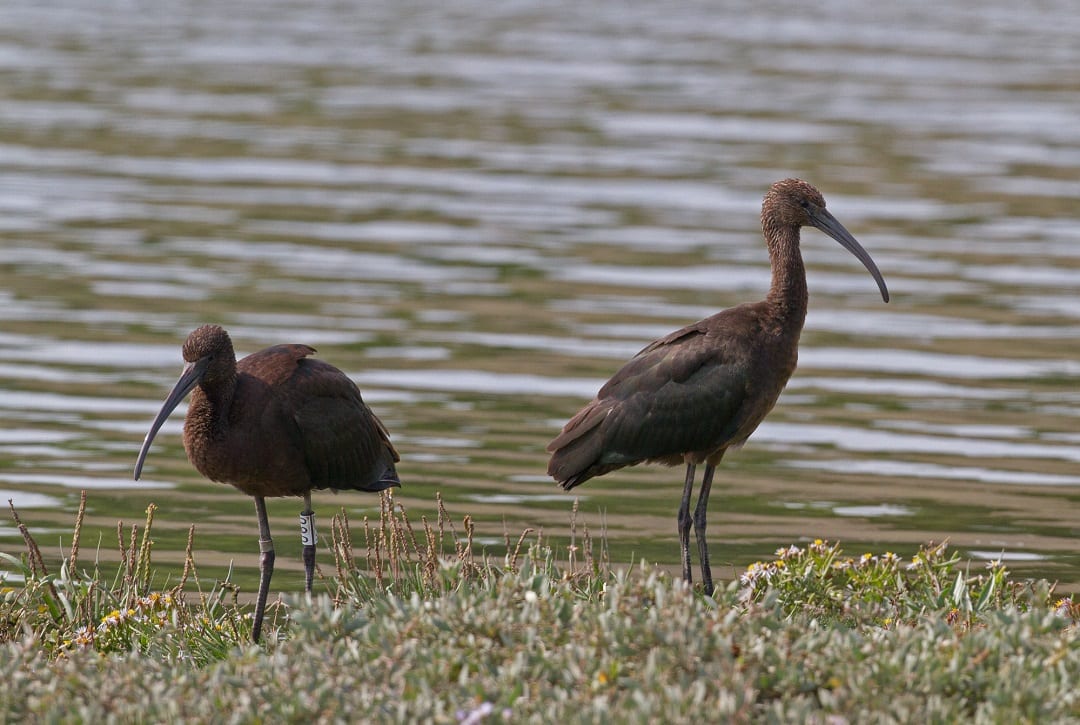two-glossy-ibis-on-marsh-bank-water-background