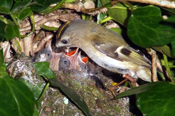 goldcrest-feeding-chicks-on-nest