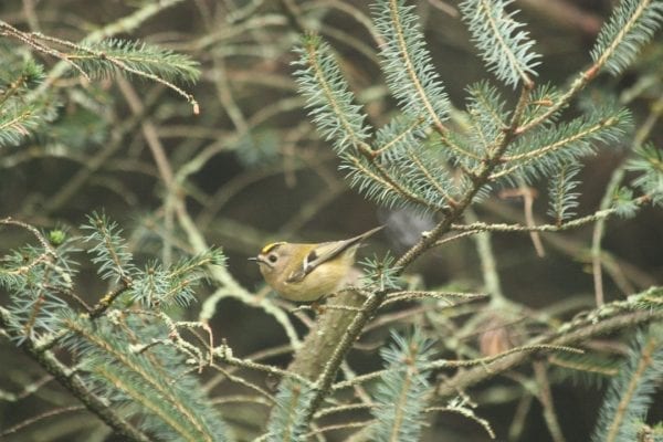 goldcrest-perched-in-conifer