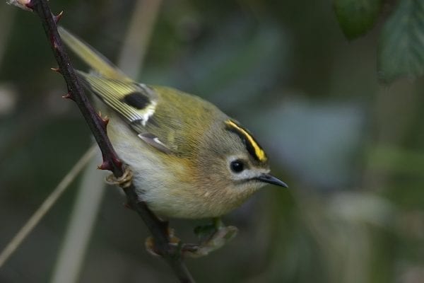 goldcrest-close-up-side-profile