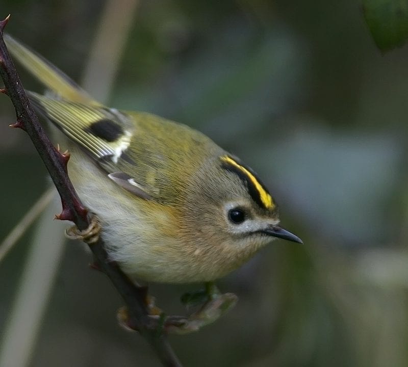 goldcrest-close-up-side-profile