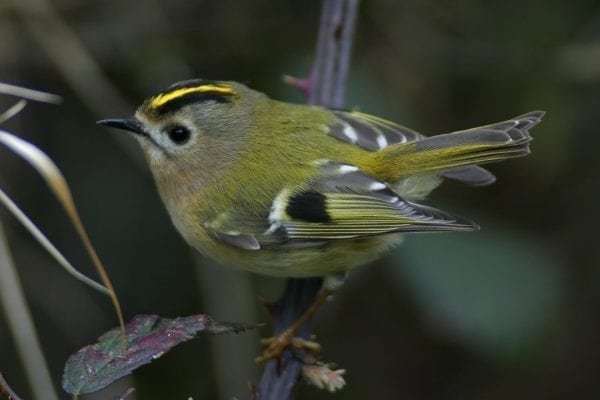 goldcrest-perched-on-bramble