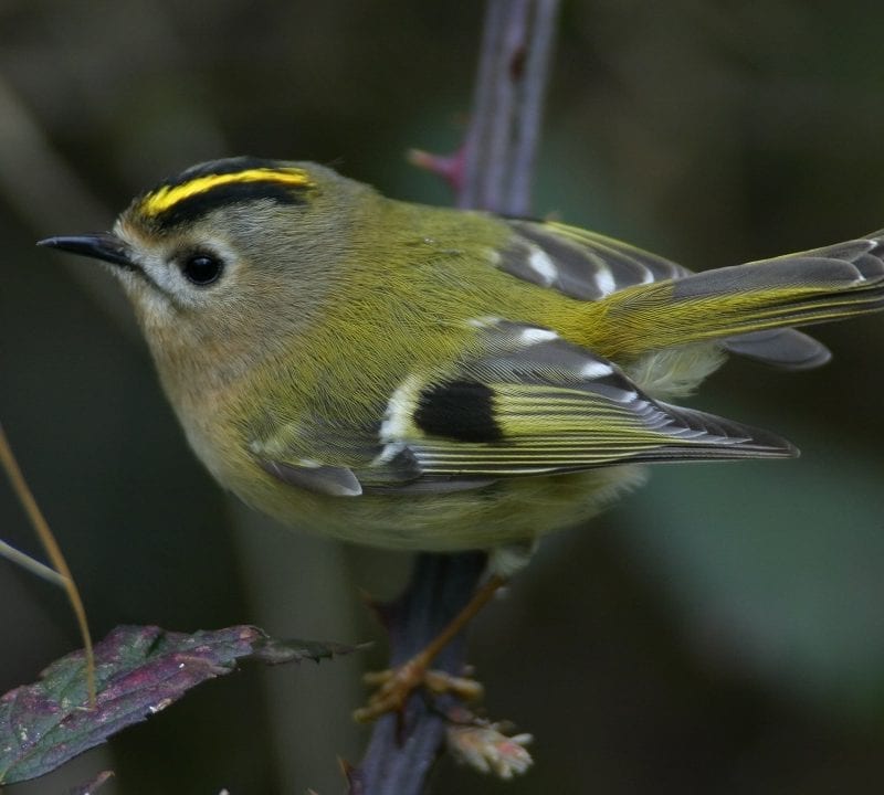 goldcrest-perched-on-bramble