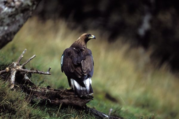 golden-eagle-standing-on-stump-showing-back-and-tail-patch