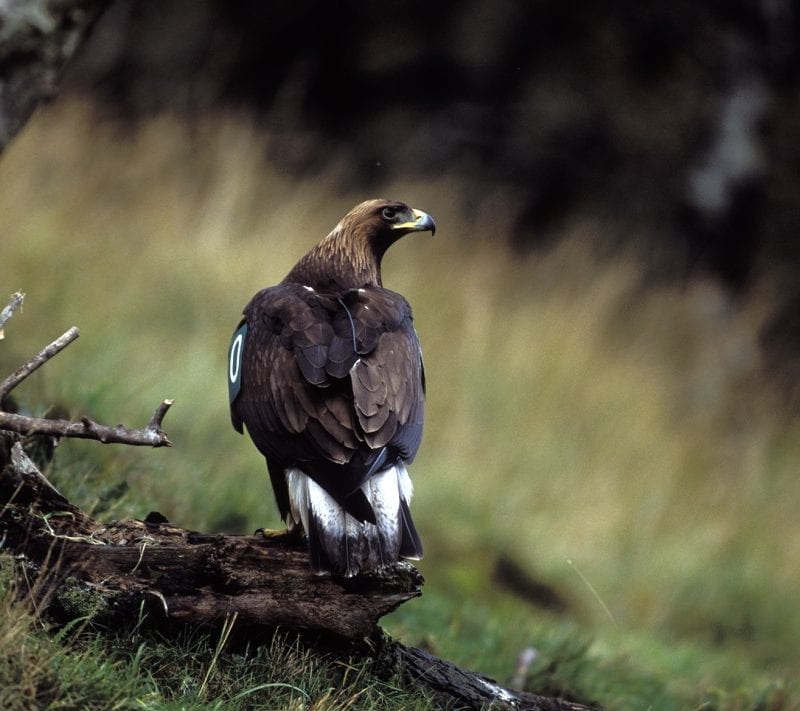 golden-eagle-standing-on-stump-showing-back-and-tail-patch