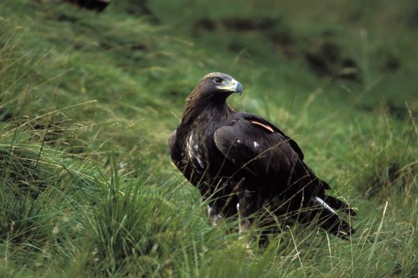 golden-eagle-standing-in-grass