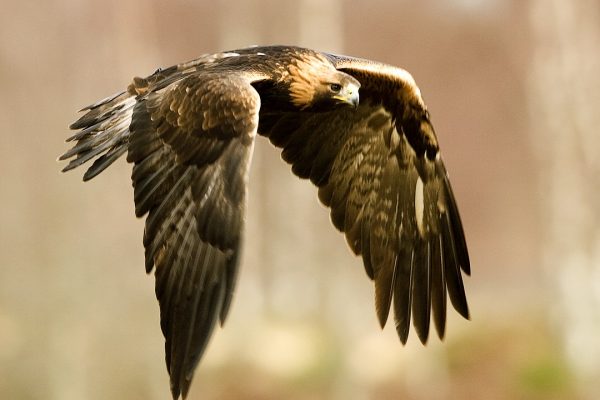 golden-eagle-in-flight