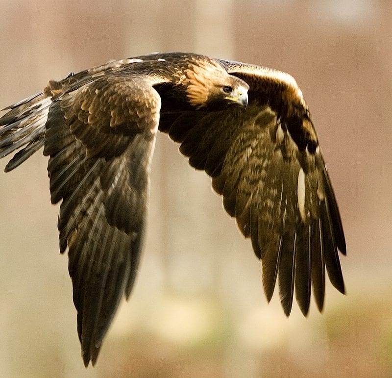 golden-eagle-in-flight