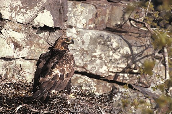 golden-eagle-at-nest