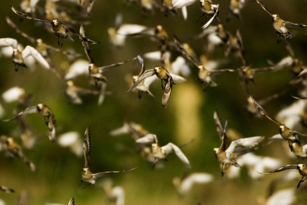 flock-of-golden-plover-in-flight