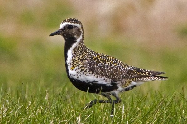 golden-plover-standing-on grass