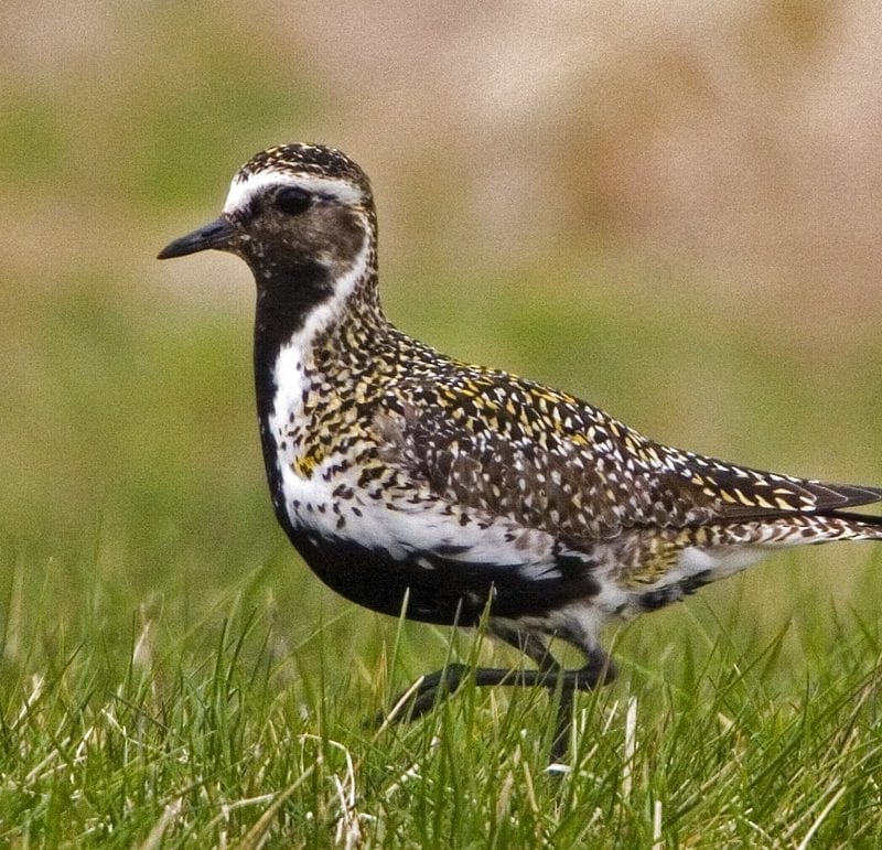 golden-plover-standing-on grass