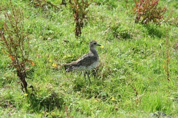 juvenile-golden-plover-standing-in-field