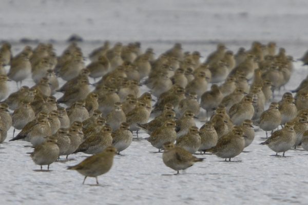 flock-of-golden-plover-standing-on-snow-covered-beach