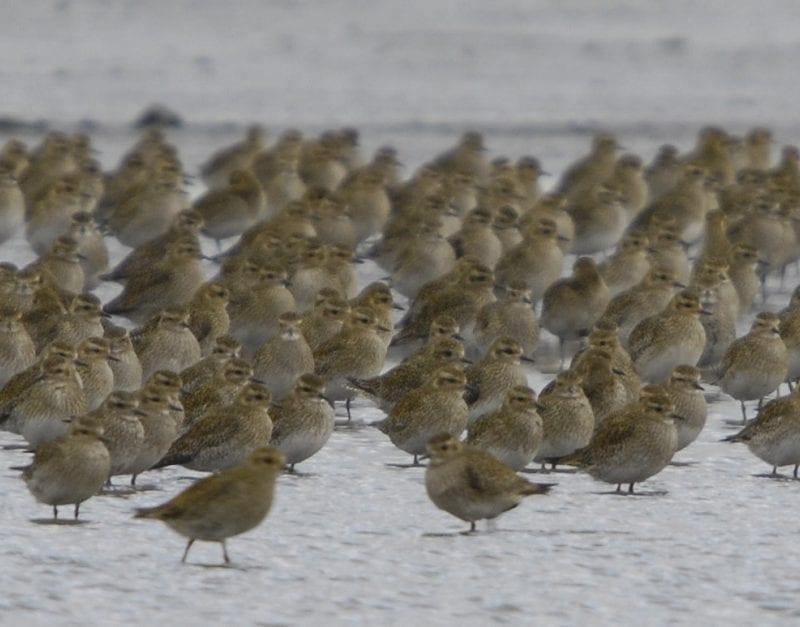 flock-of-golden-plover-standing-on-snow-covered-beach