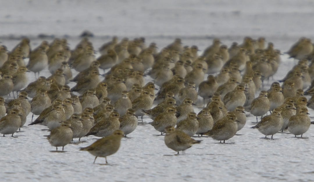 flock-of-golden-plover-standing-on-snow-covered-beach