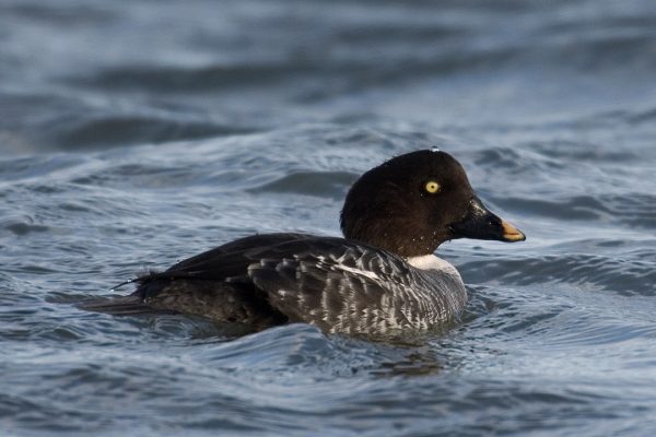 female-goldeneye-swimming-in-water-with-water-droplets-on-head-and-tail-feathers