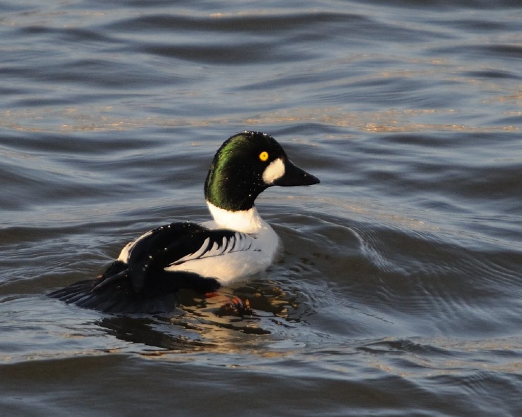 male-goldeneye-in-sea