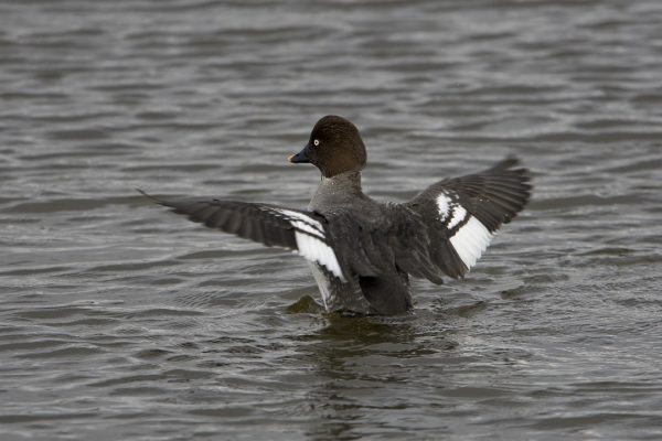 female-goldeneye-flapping-wings-on-water