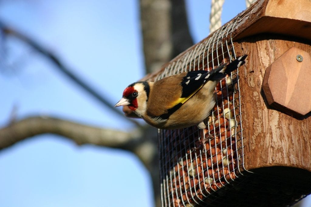 goldfinch-on-peanut-feeder