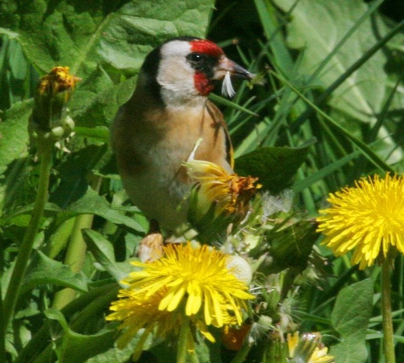 goldfinch-standing-in-grass-beside-dandelion-flower-eating-seeds-of-a-dandelion