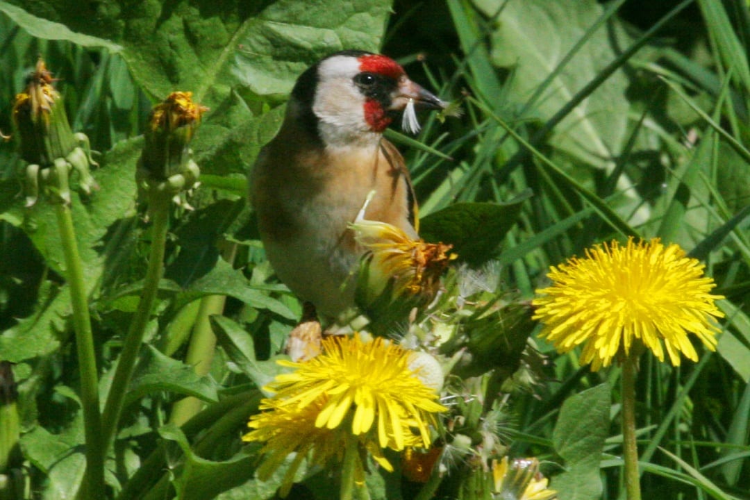 goldfinch-standing-in-grass-beside-dandelion-flower-eating-seeds-of-a-dandelion