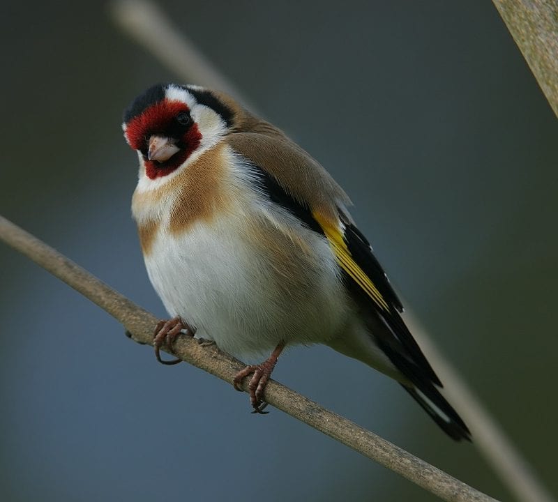 Goldfinch-standing-on-tree-branch