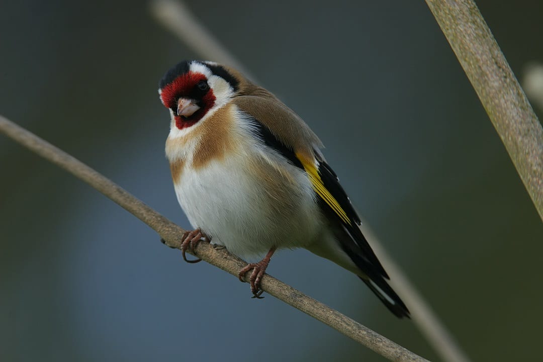 Goldfinch-standing-on-tree-branch