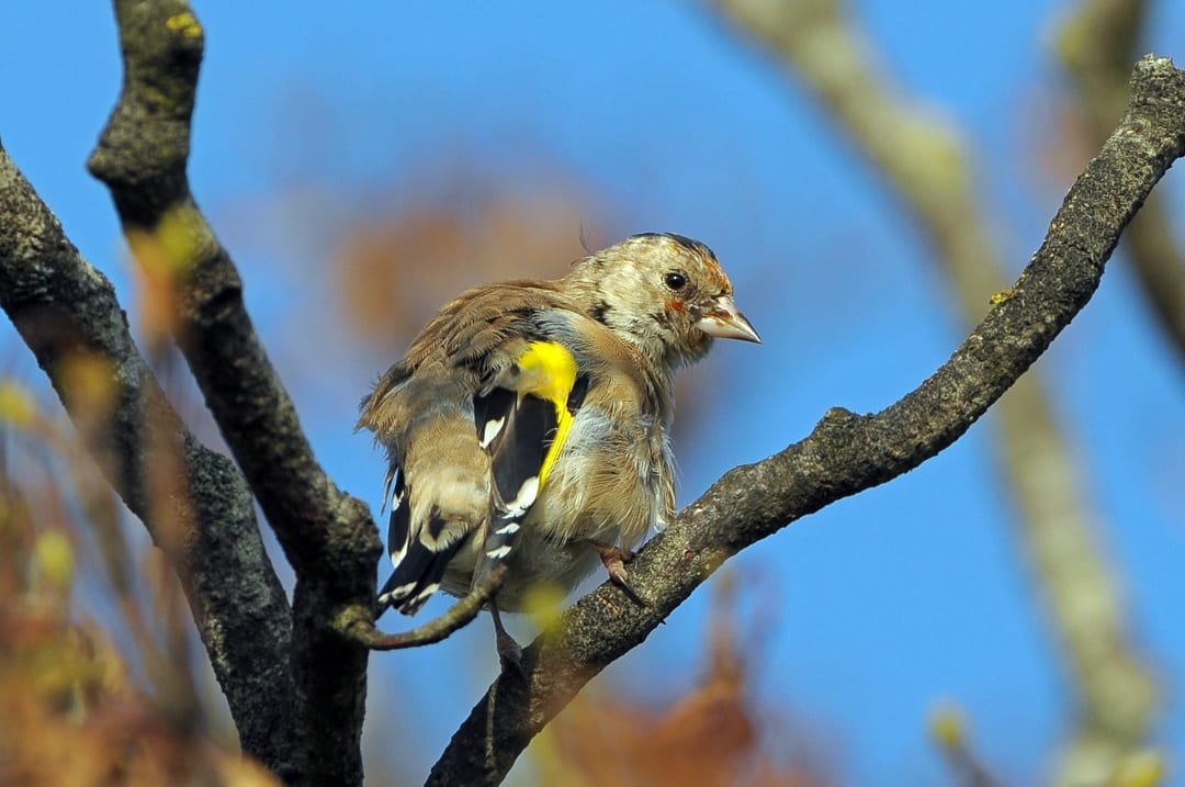 juvenile-goldfinch-with-motled-feathers-changing-to-adult-plumage-standing-on-branch