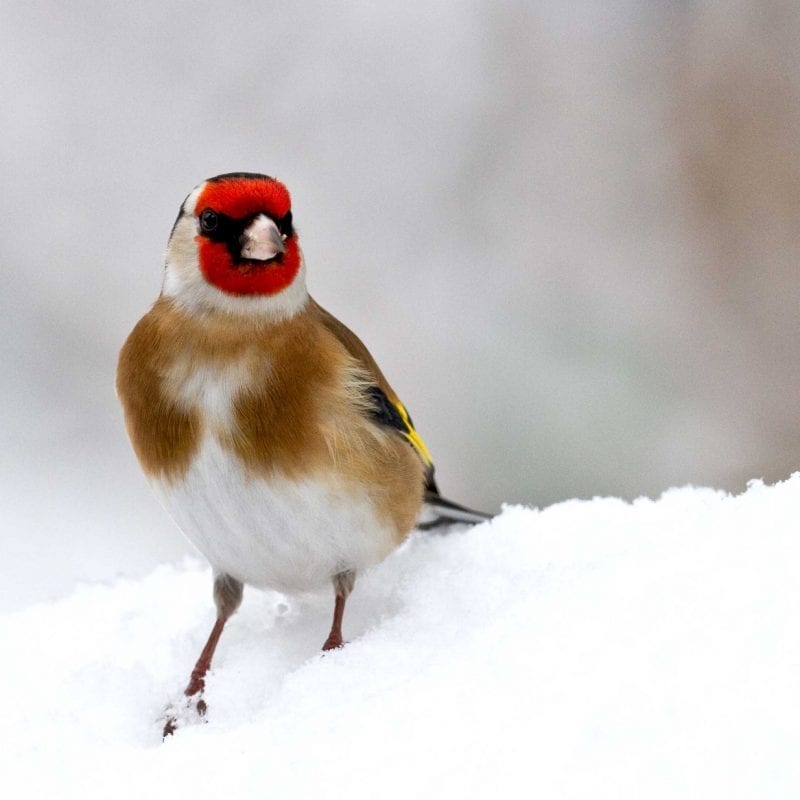 goldfinch-standing-in-snow