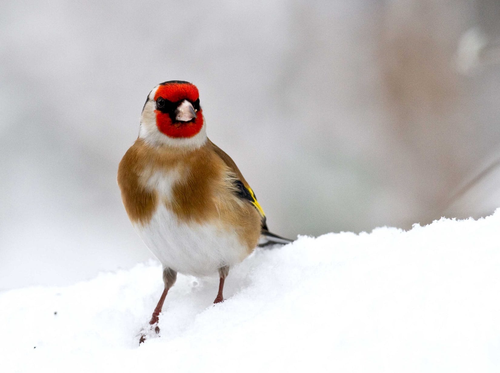 goldfinch-standing-in-snow