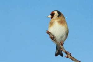 Goldfinch-perched-on-the-end-of-a-branch
