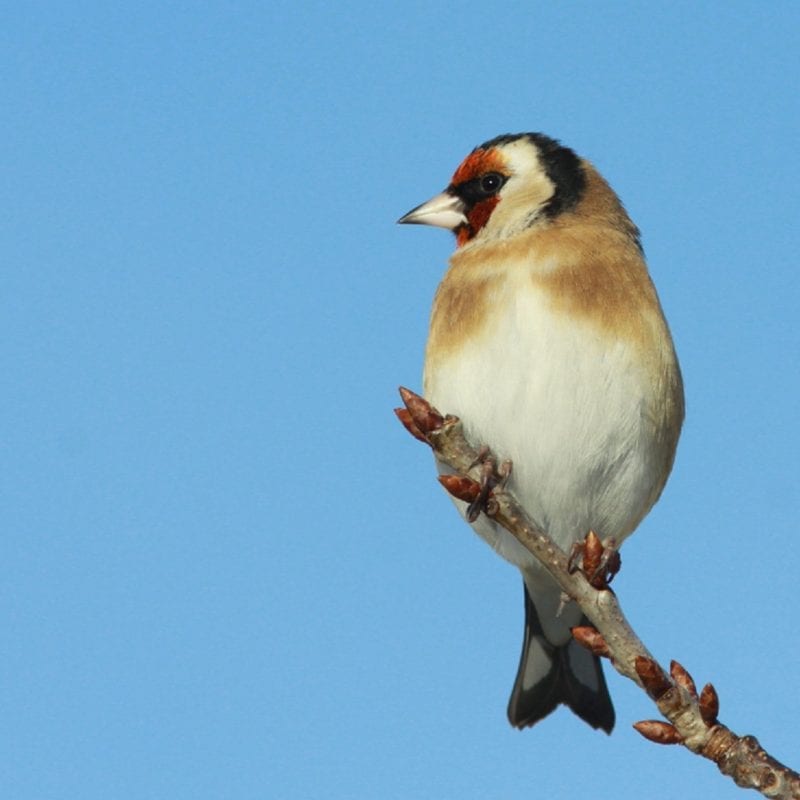 Goldfinch-perched-on-the-end-of-a-branch