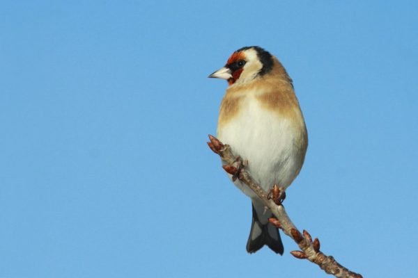 Goldfinch-perched-on-the-end-of-a-branch