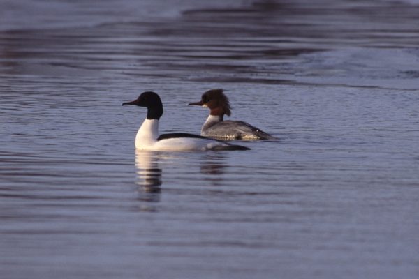 goosander-pair-swimming-together