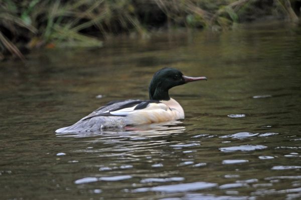 goosander-swimming