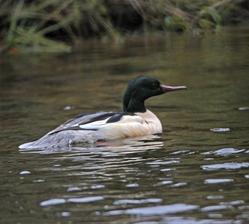 goosander-swimming